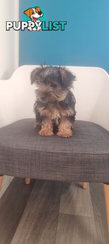 Australian Silky Terrier