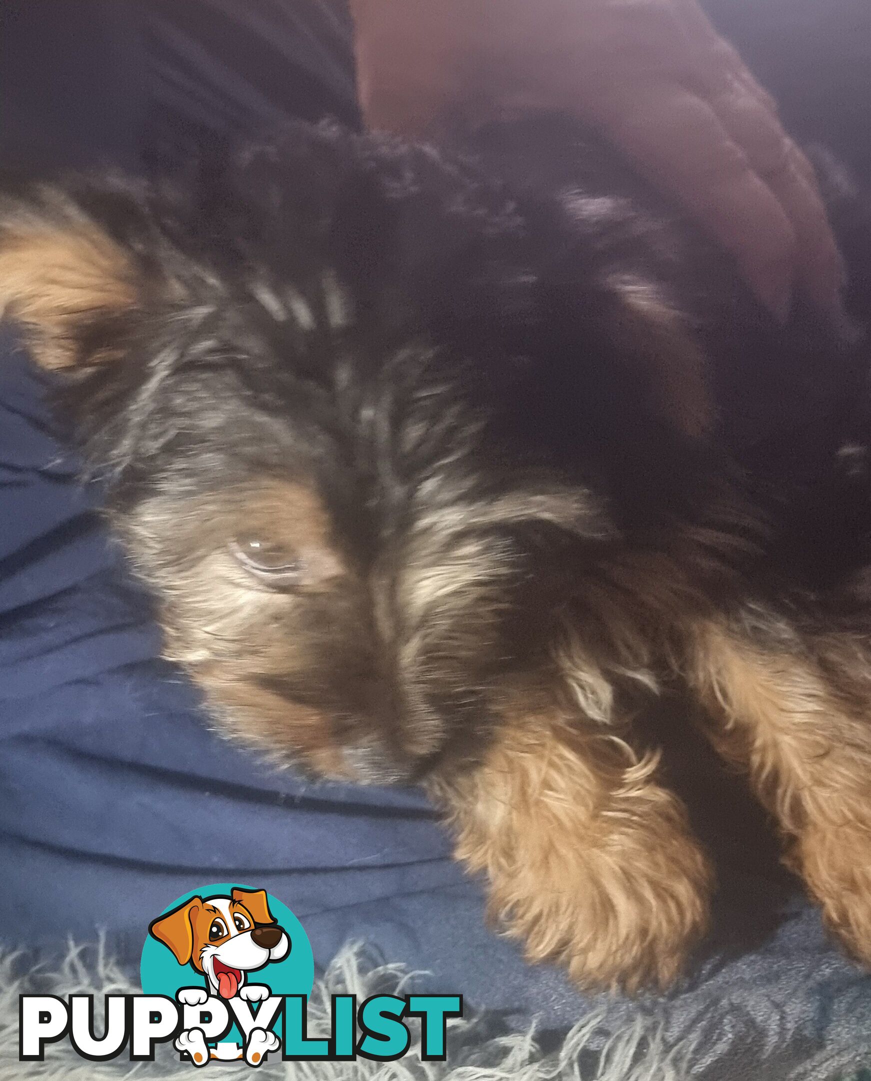 Australian Silky Terrier