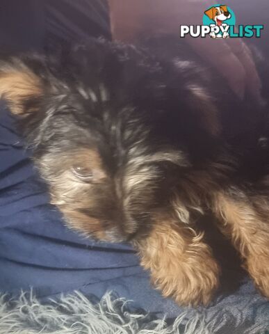 Australian Silky Terrier