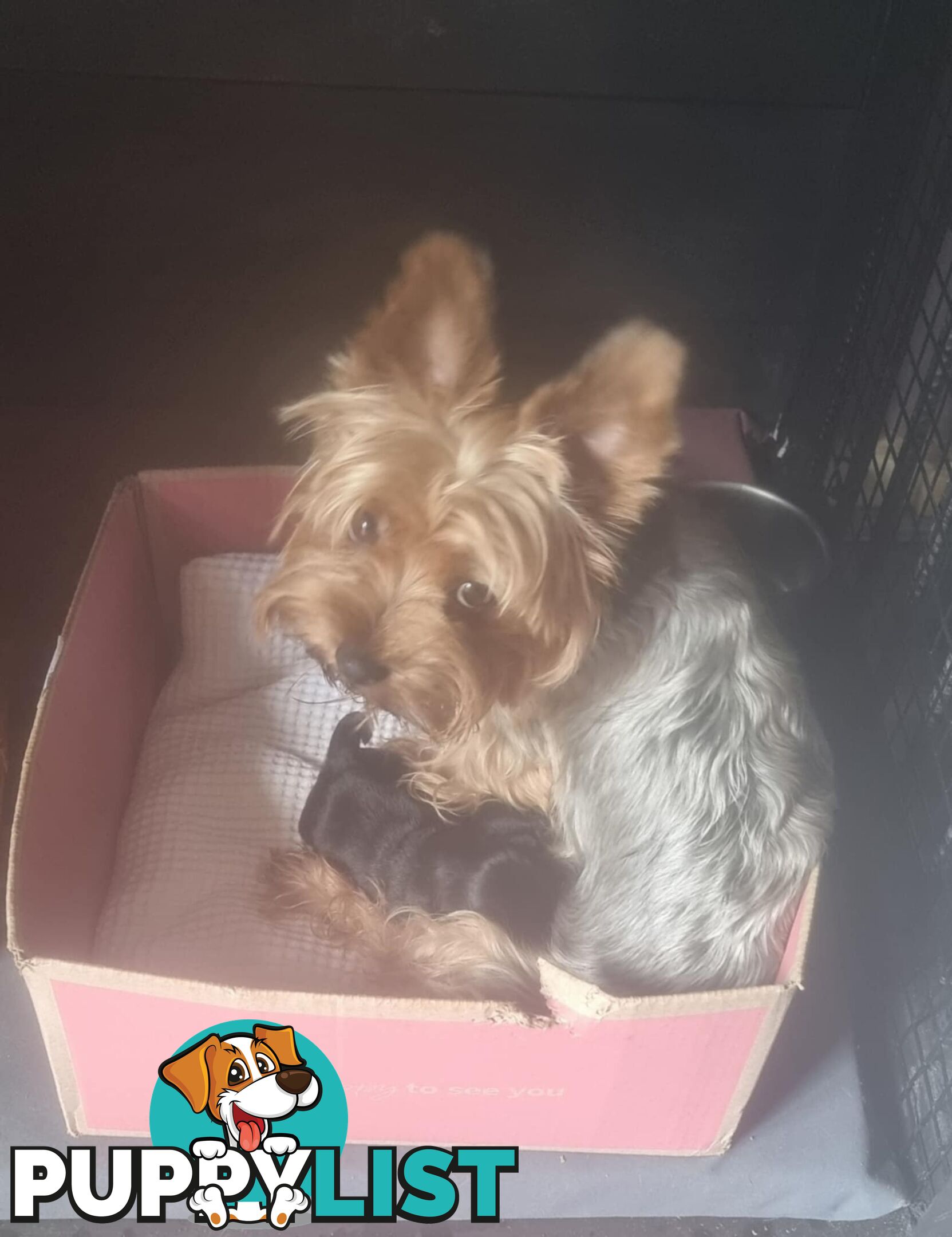 Australian Silky Terrier