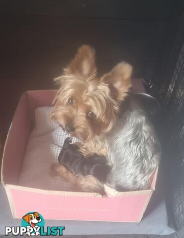 Australian Silky Terrier