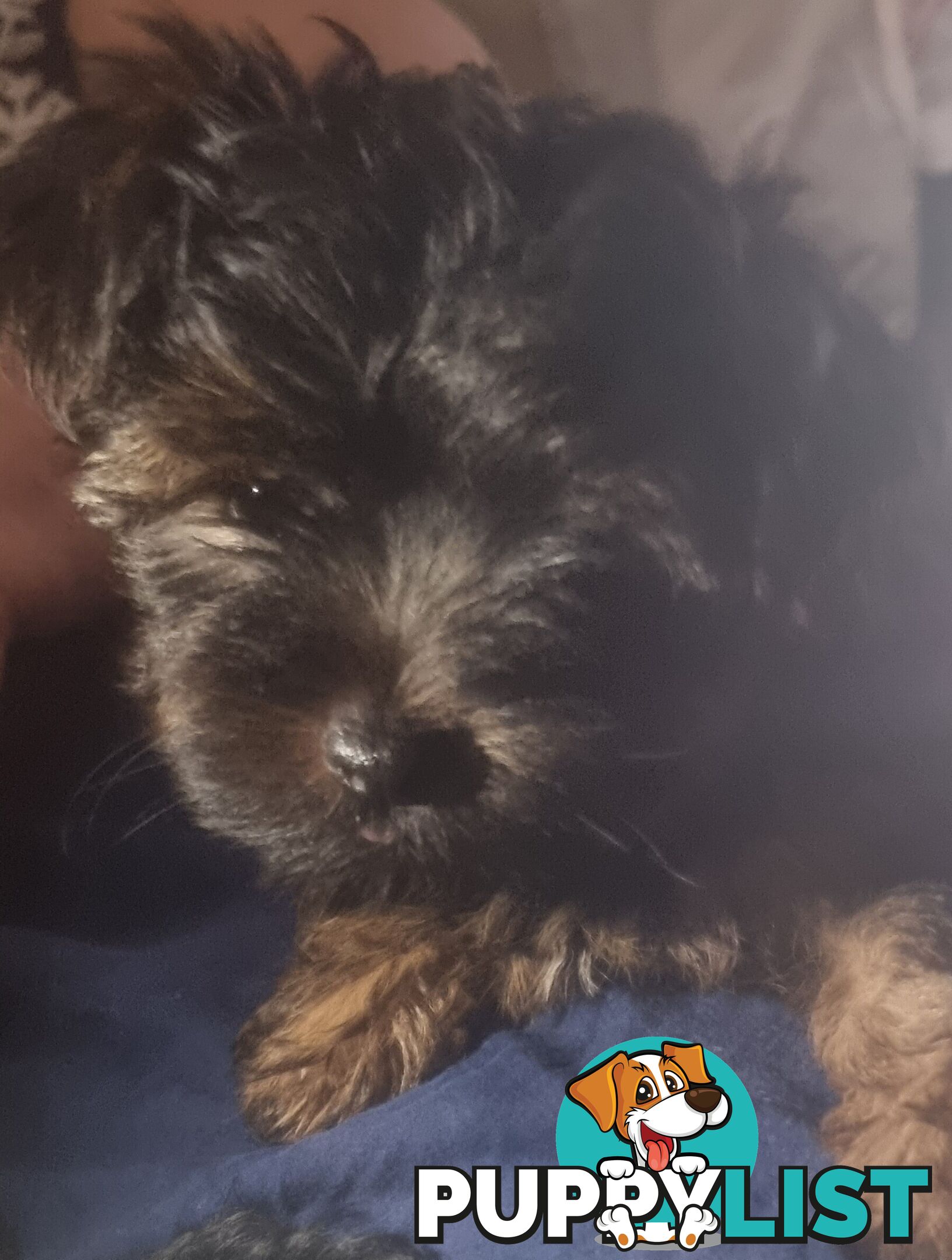 Australian Silky Terrier