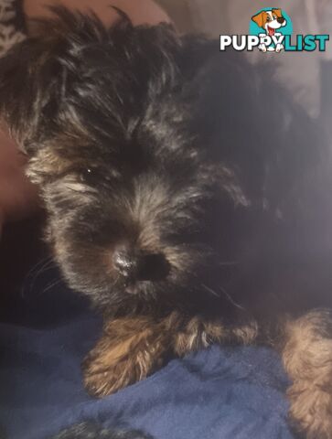 Australian Silky Terrier