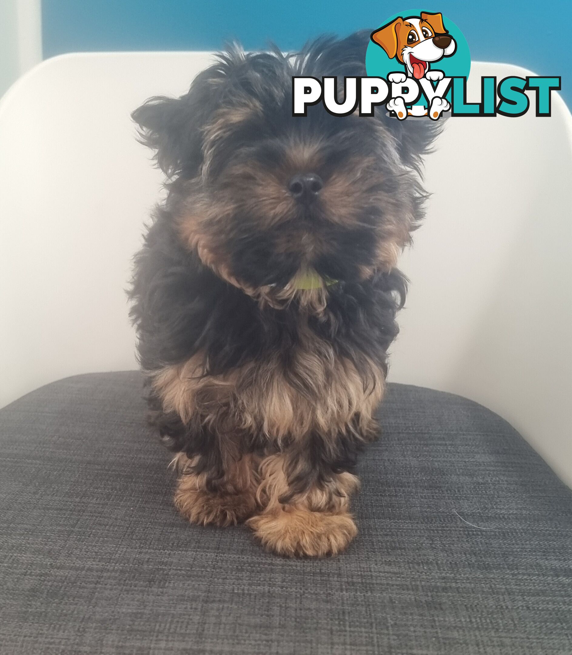 Australian Silky Terrier