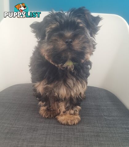 Australian Silky Terrier