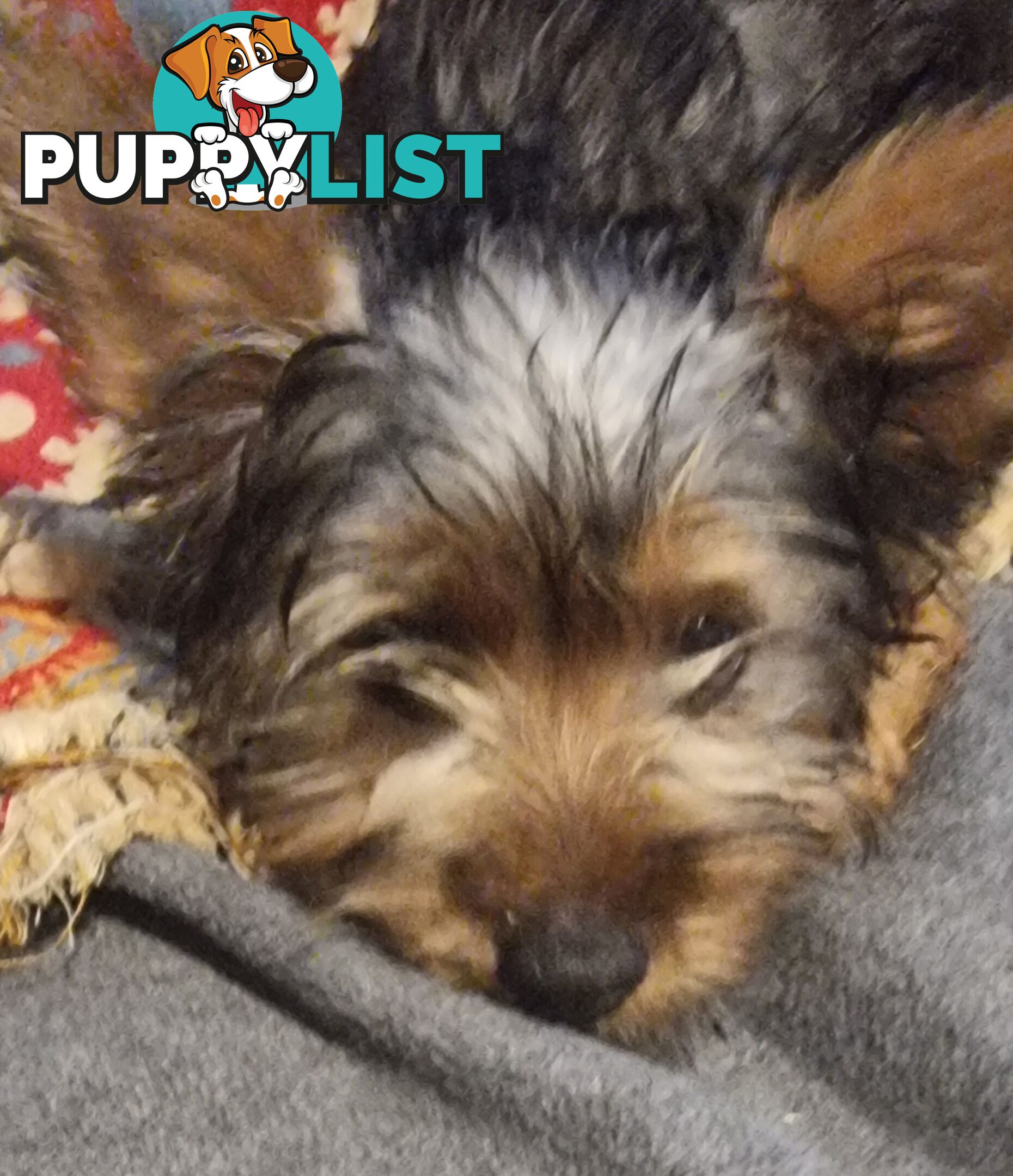 Australian Silky Terrier