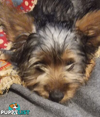 Australian Silky Terrier