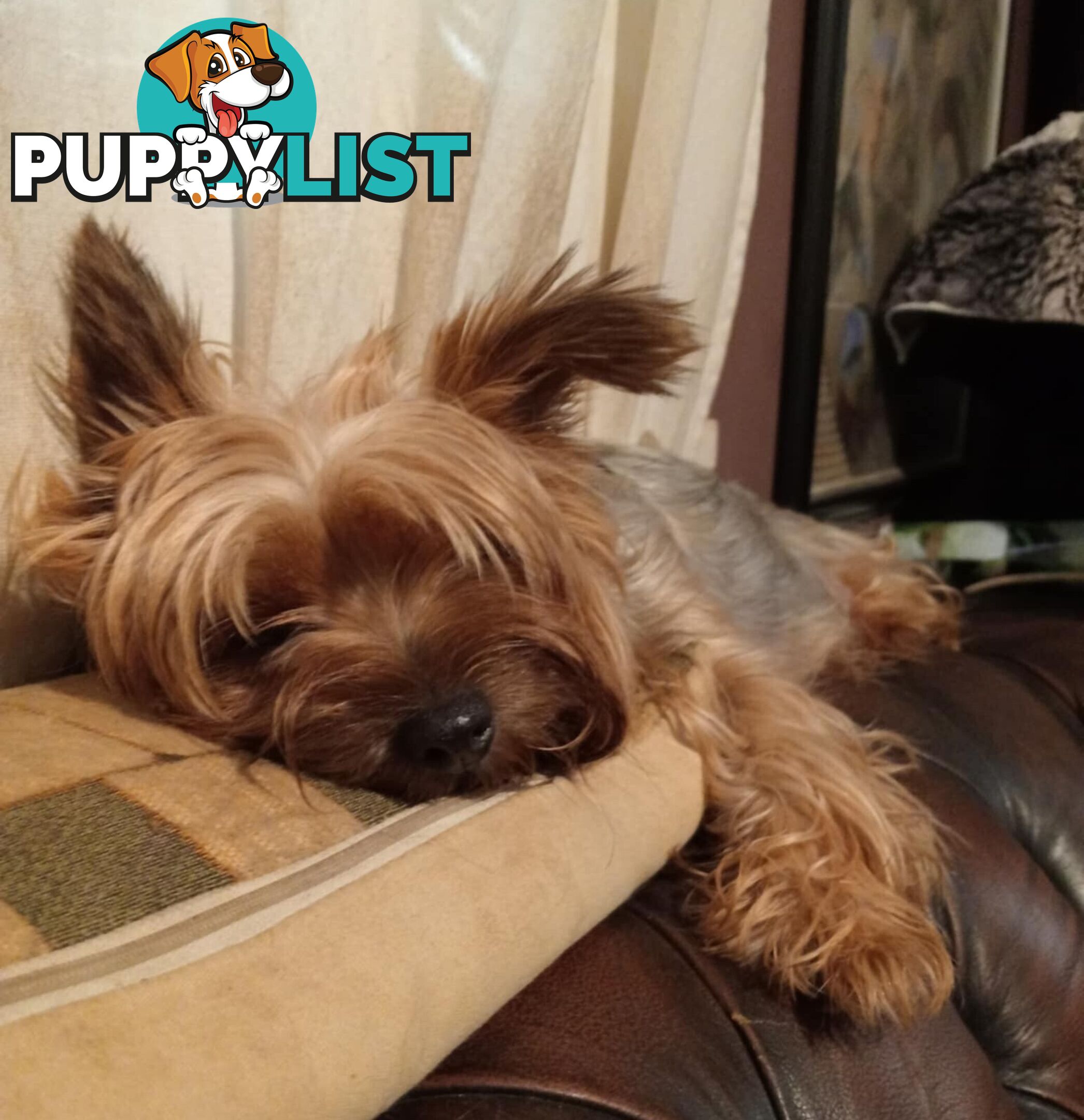 Australian Silky Terrier