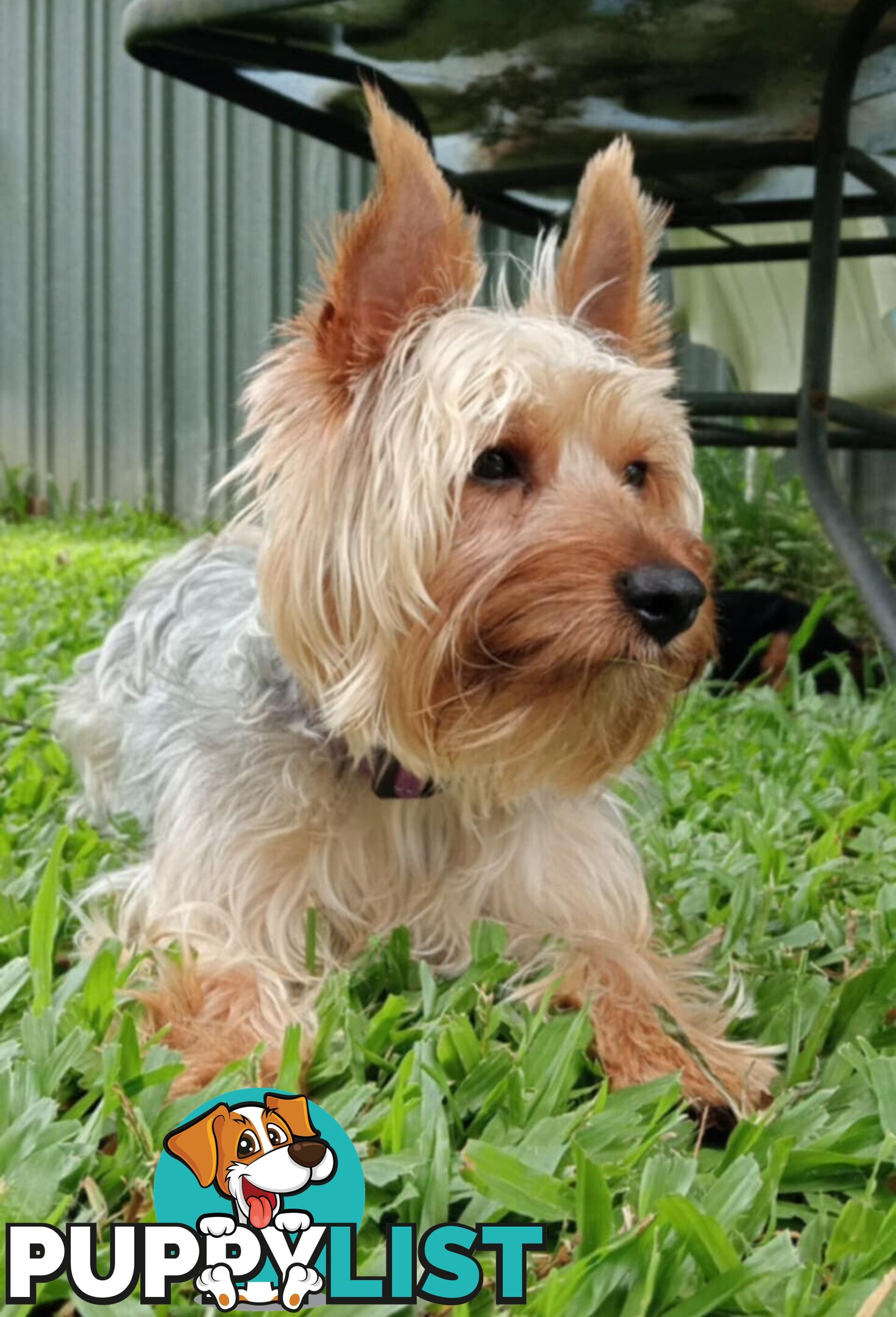 Australian Silky Terrier