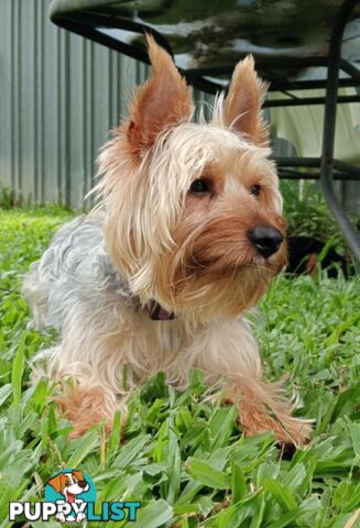 Australian Silky Terrier