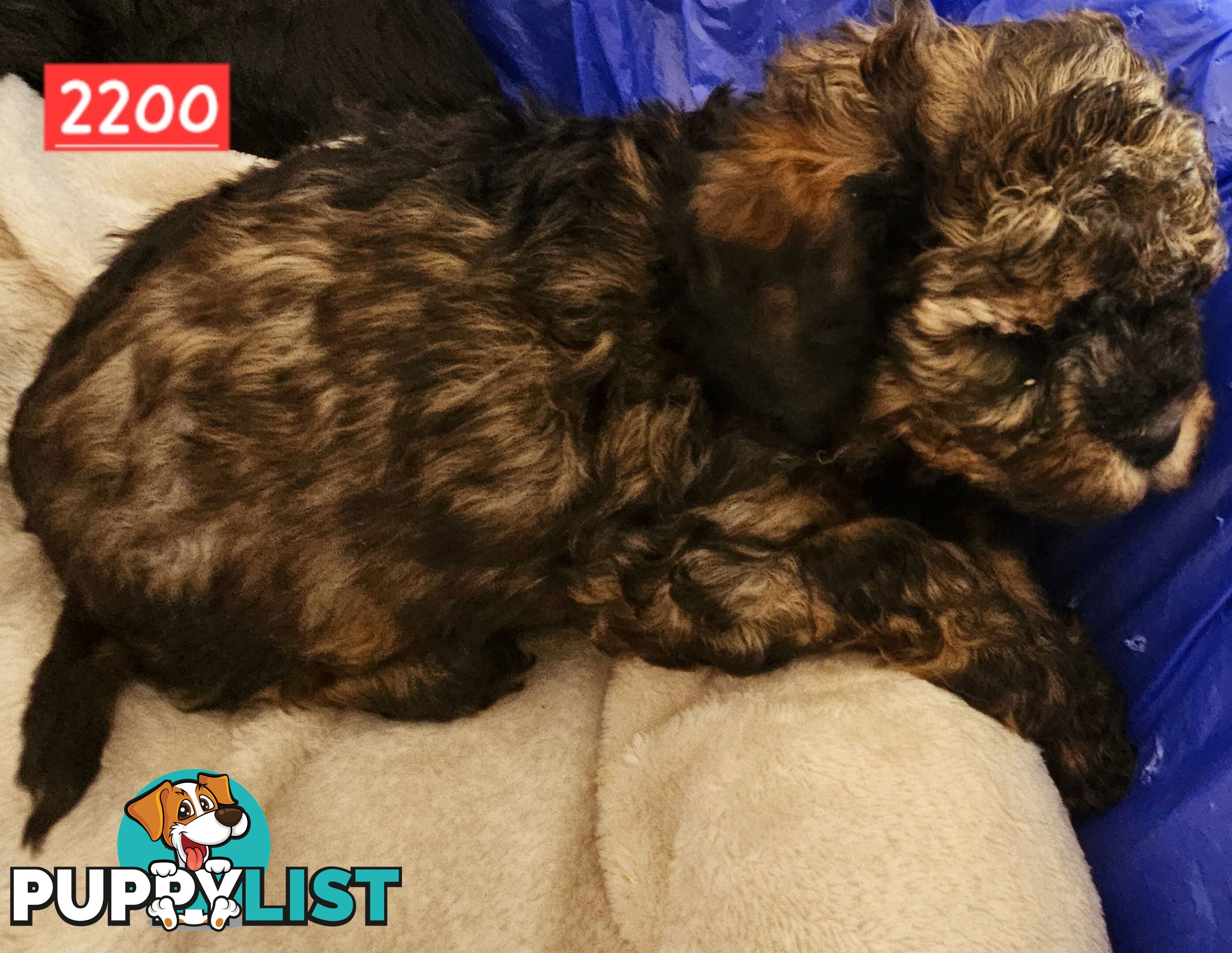 Beautiful Cavoodle Puppies.