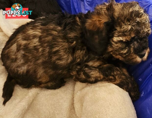 Beautiful Cavoodle Puppies.