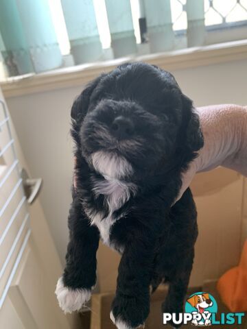 SHOODLE -Poodle cross Maltese/Shih-tzu