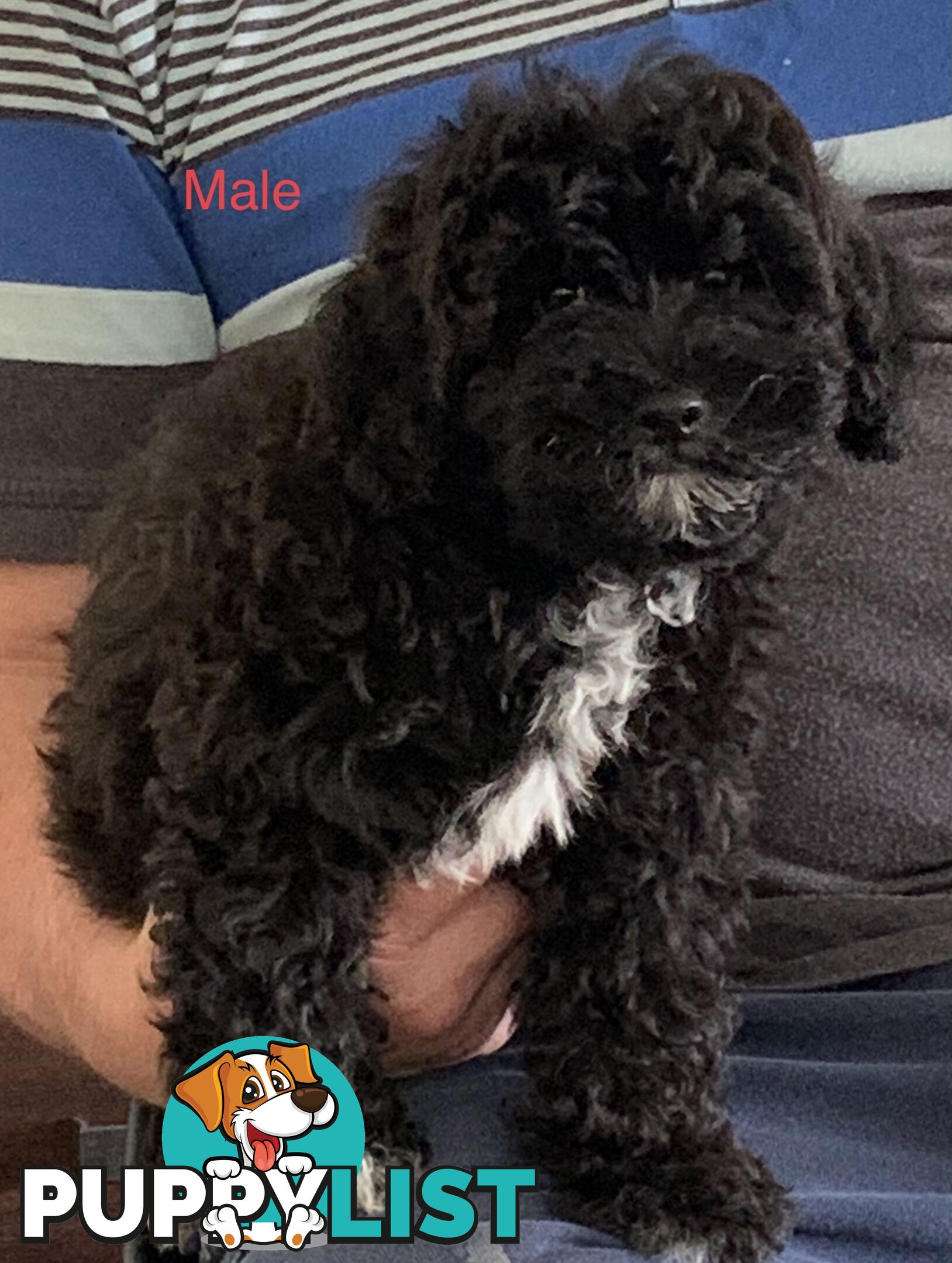 SHOODLE -Poodle cross Maltese/Shih-tzu