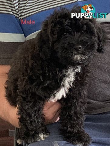 SHOODLE -Poodle cross Maltese/Shih-tzu