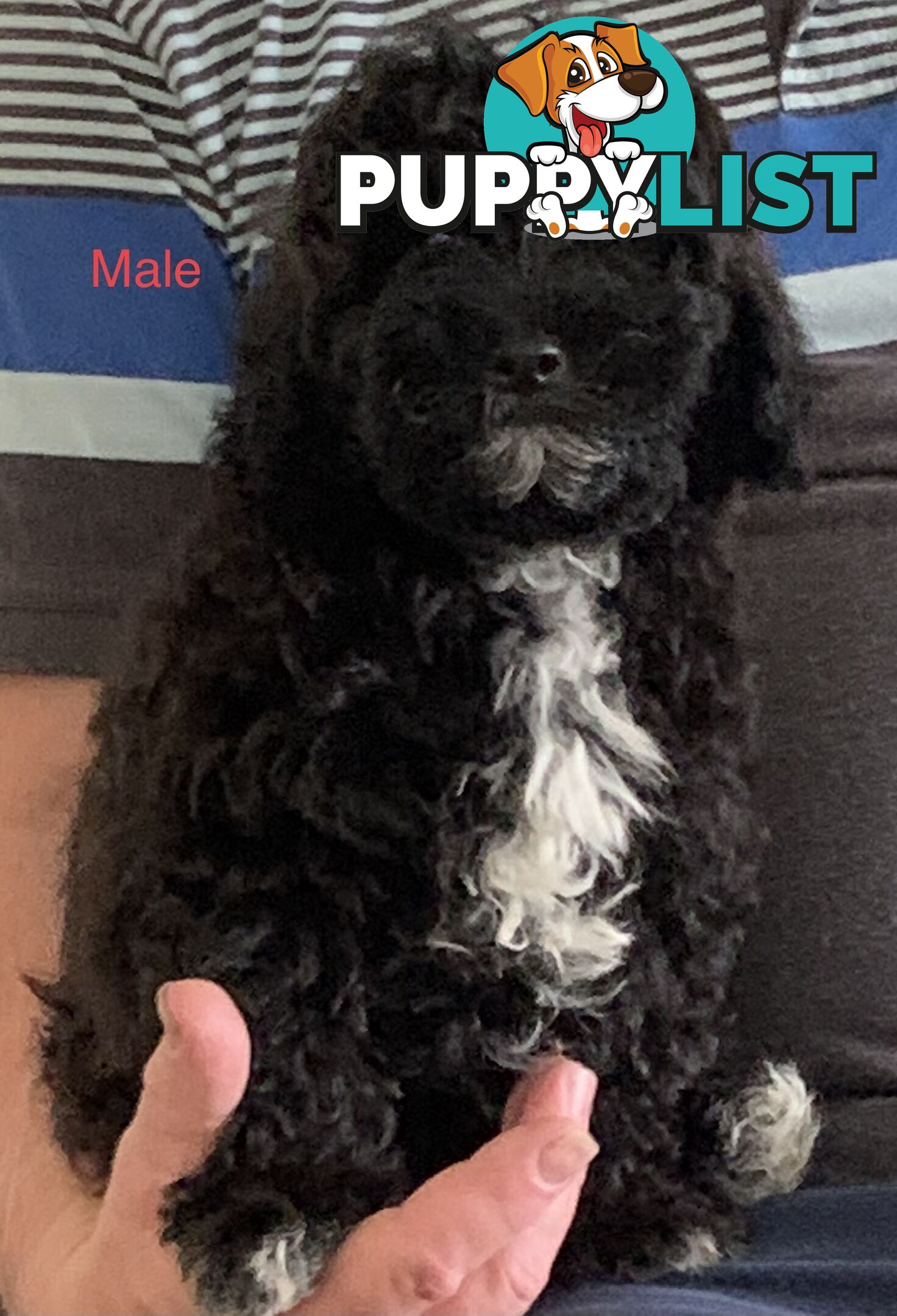 SHOODLE -Poodle cross Maltese/Shih-tzu