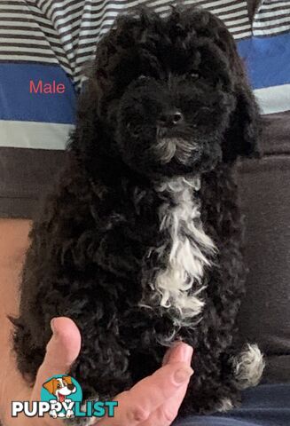 SHOODLE -Poodle cross Maltese/Shih-tzu