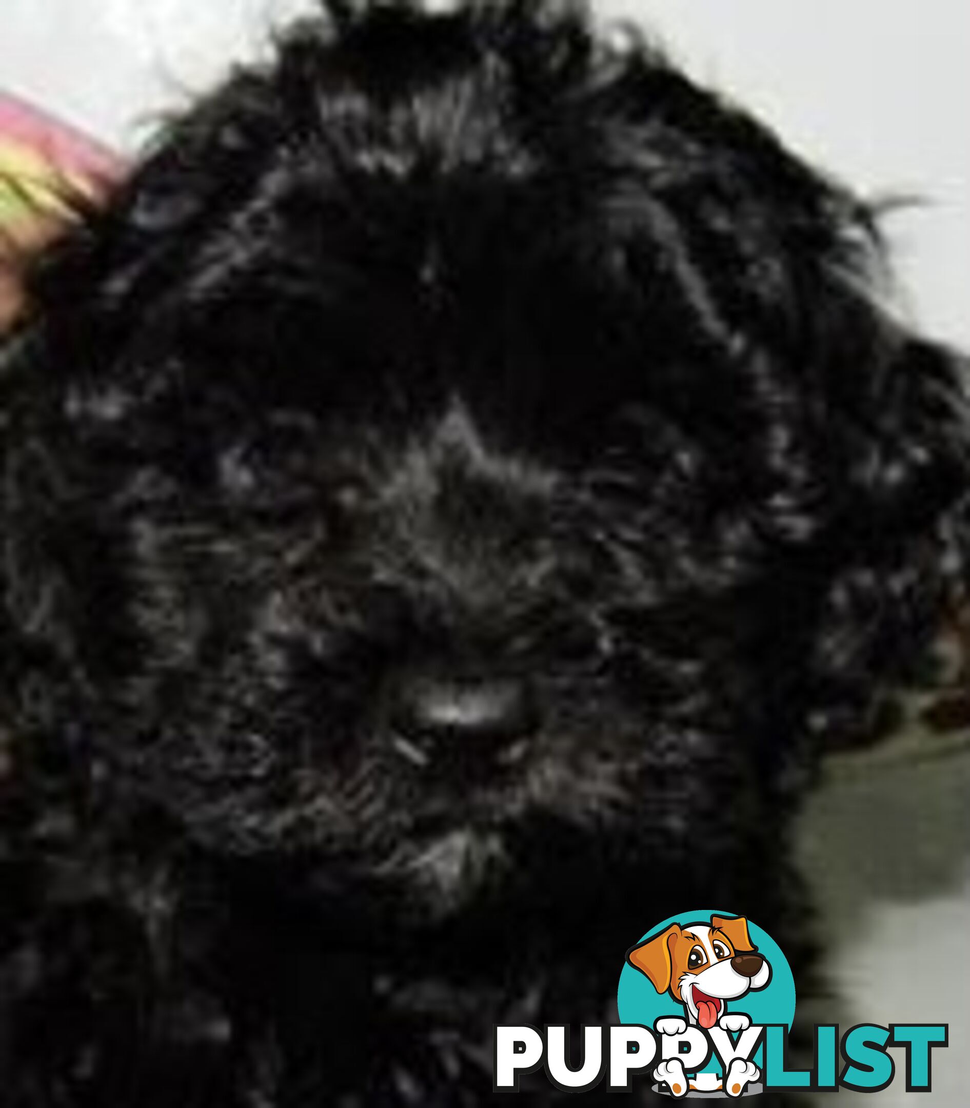 SHOODLE -Poodle cross Maltese/Shih-tzu