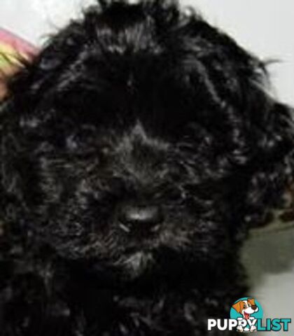 SHOODLE -Poodle cross Maltese/Shih-tzu