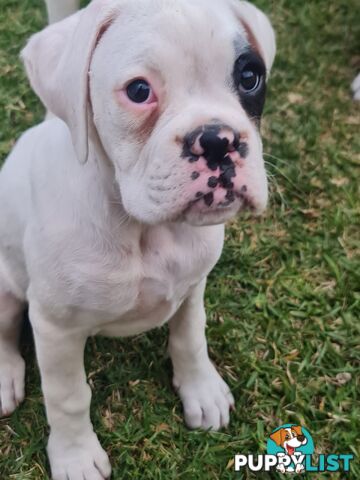 2 x Pure bred Boxer puppies