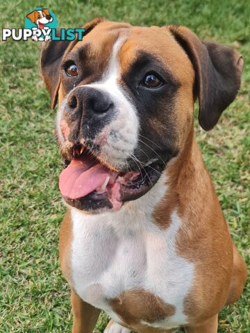 2 x Pure bred Boxer puppies