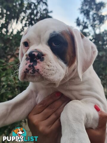 2 x Pure bred Boxer puppies