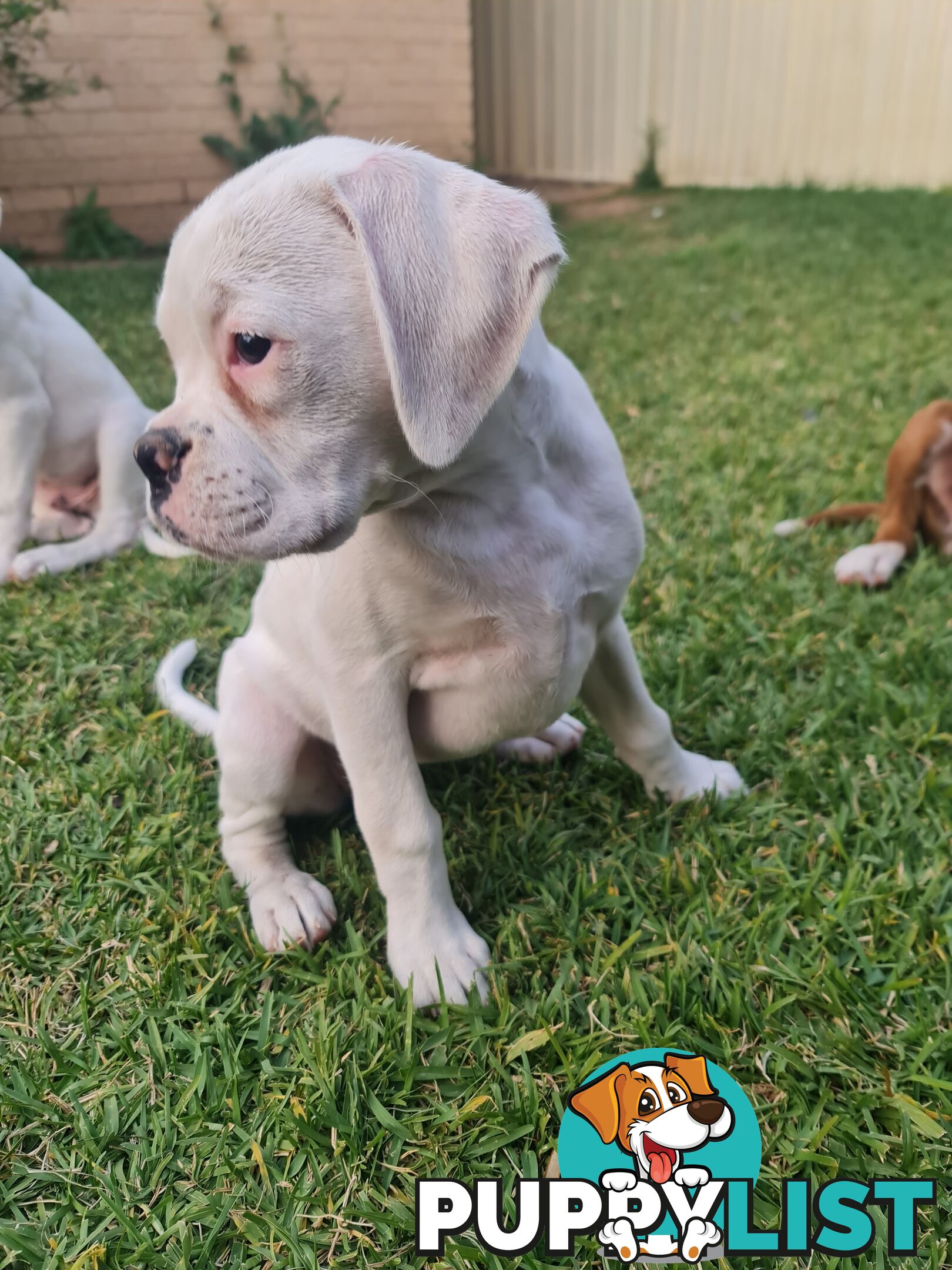 2 x Pure bred Boxer puppies