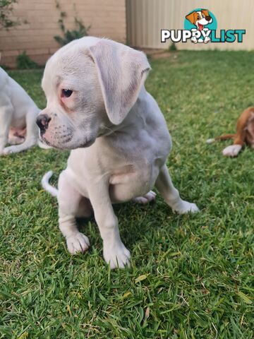 2 x Pure bred Boxer puppies