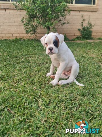 2 x Pure bred Boxer puppies