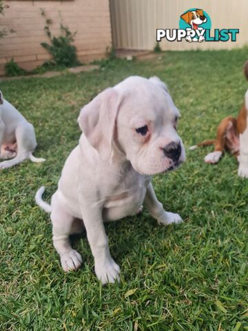 2 x Pure bred Boxer puppies