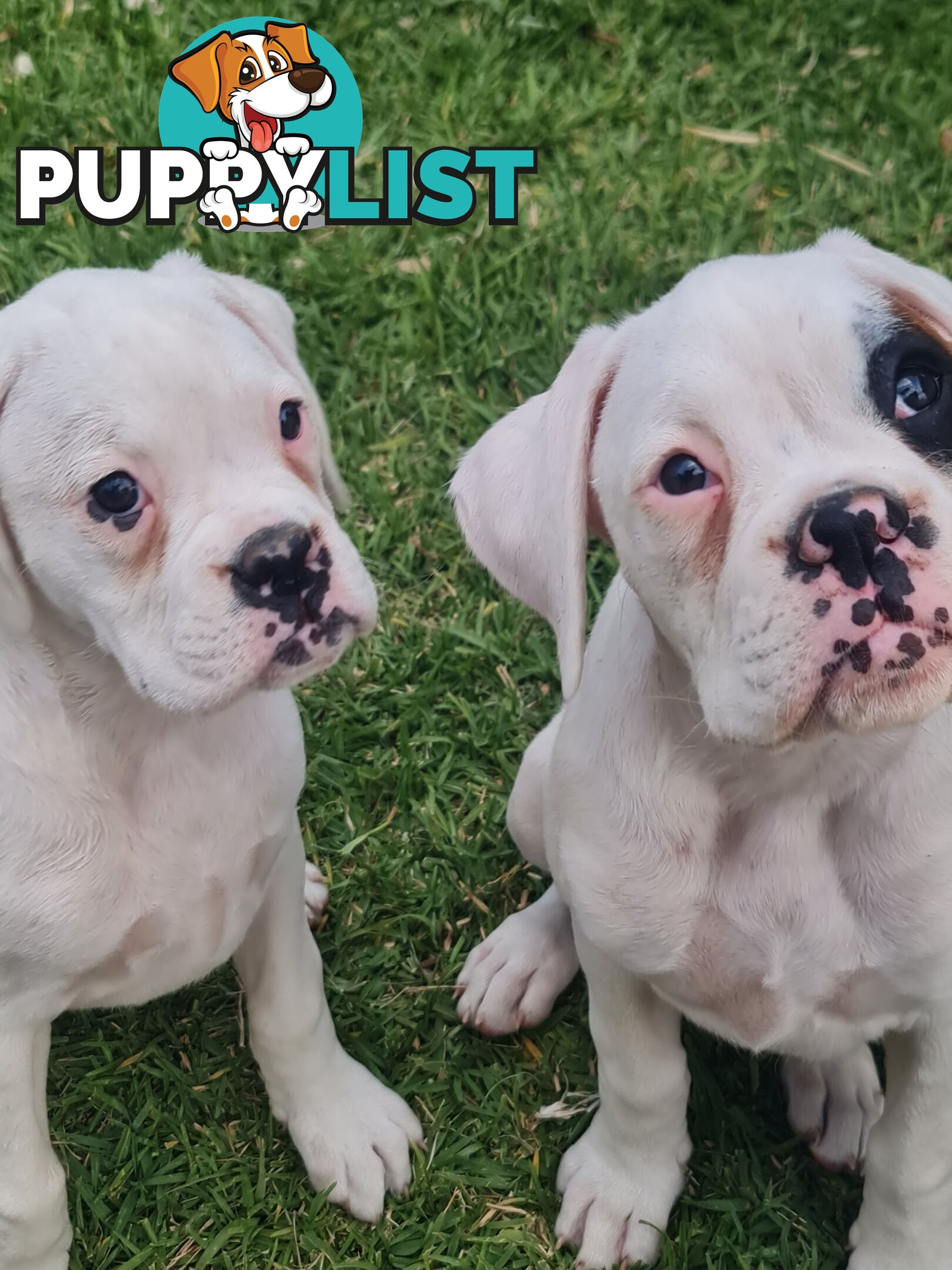 2 x Pure bred Boxer puppies