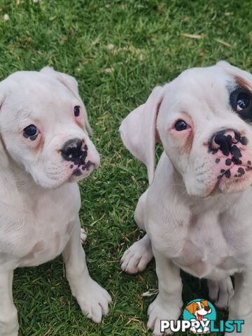 2 x Pure bred Boxer puppies