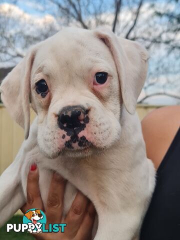 2 x Pure bred Boxer puppies