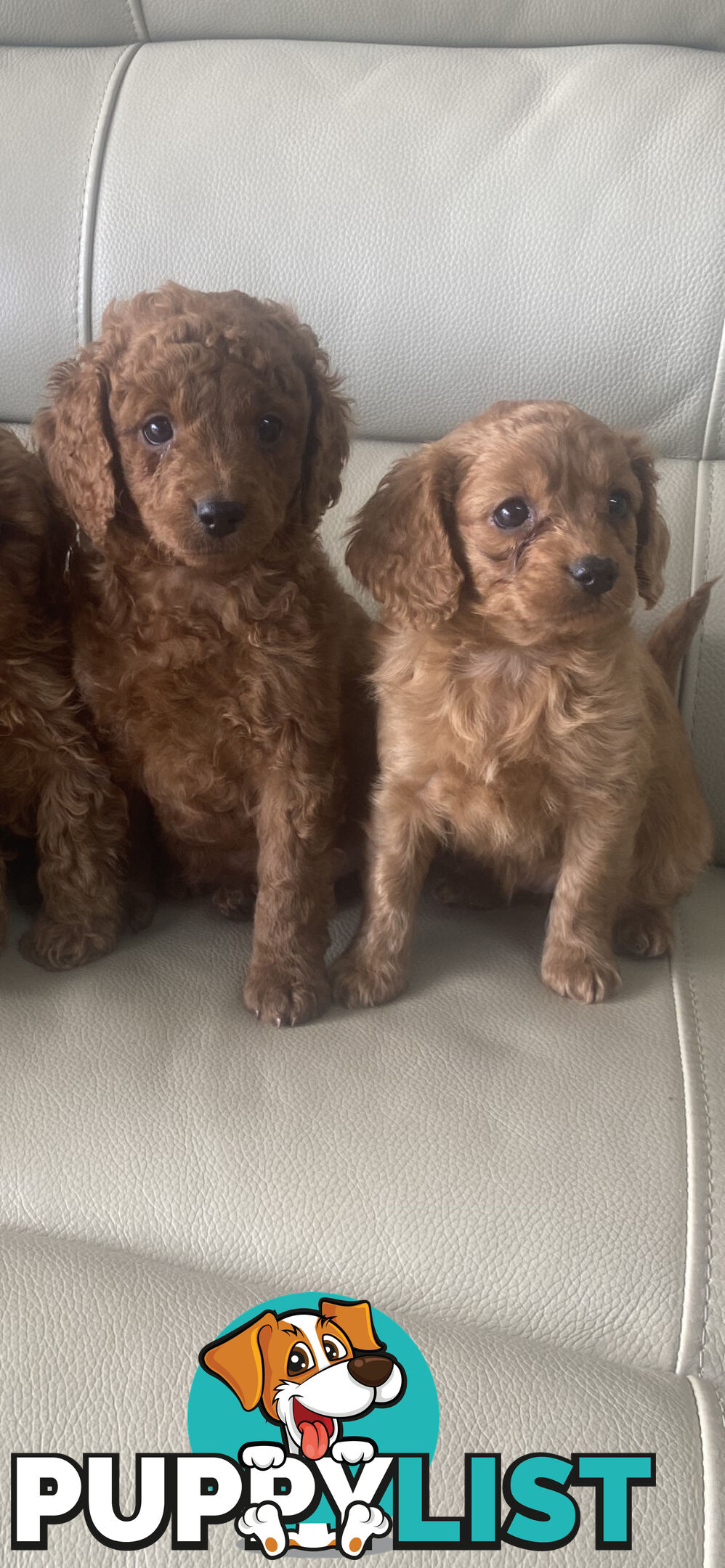 Cavoodle pups