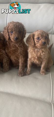 Cavoodle pups