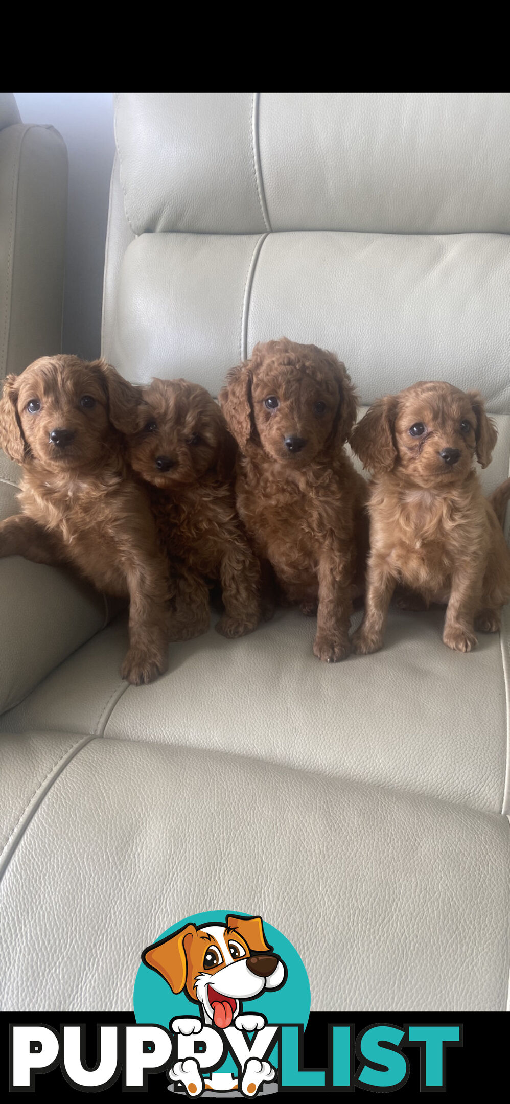 Cavoodle pups