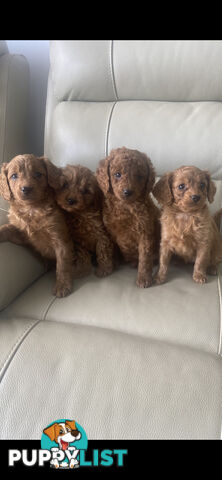 Cavoodle pups