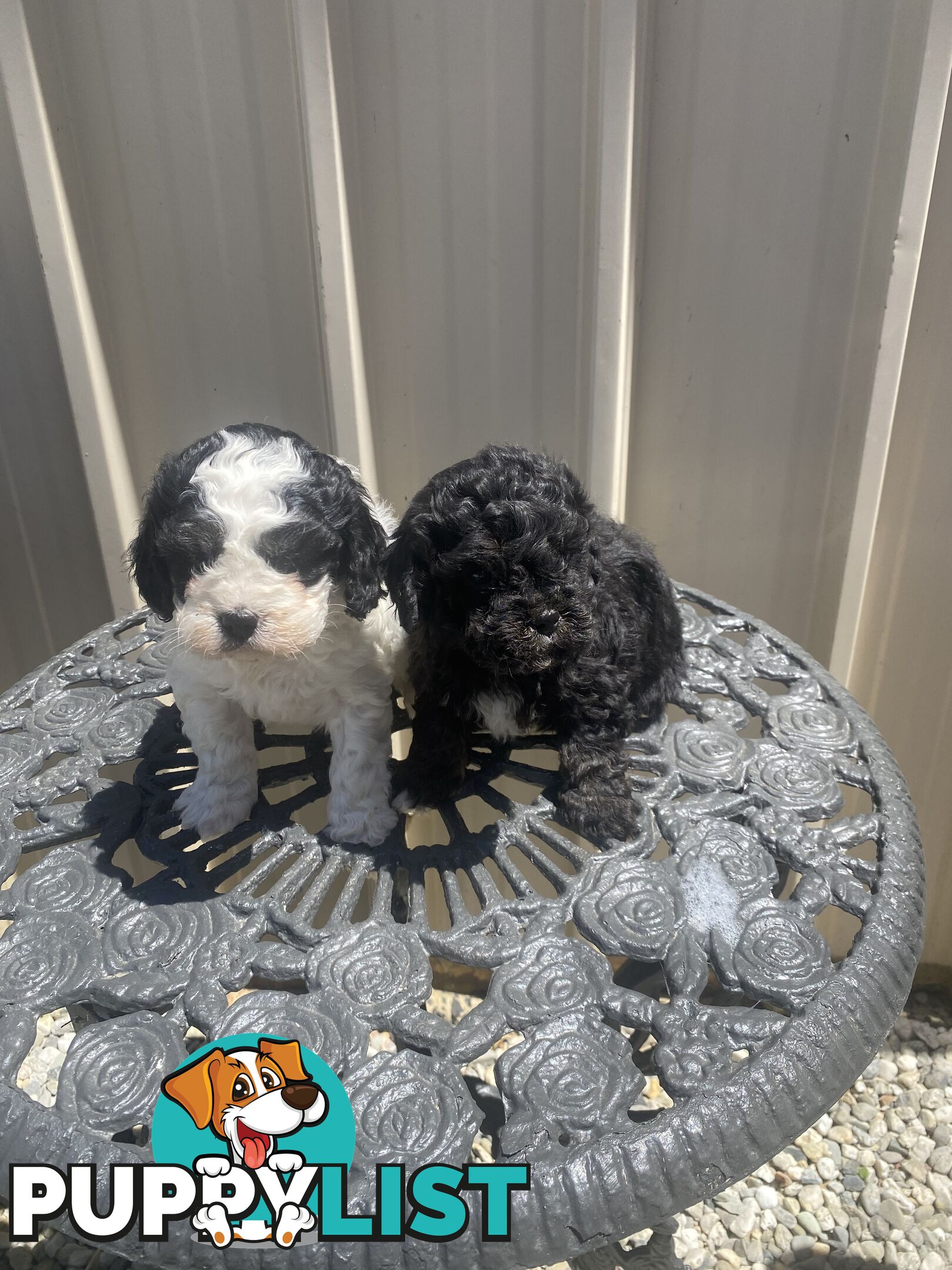 Cavoodle pups