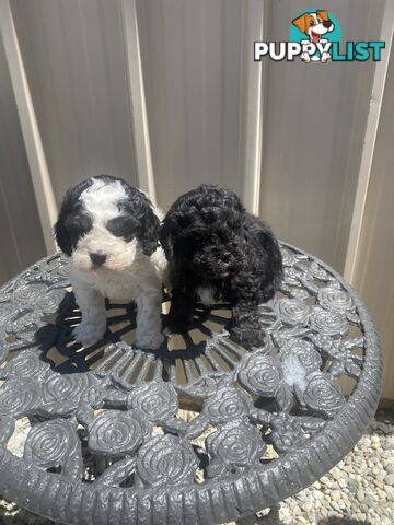 Cavoodle pups