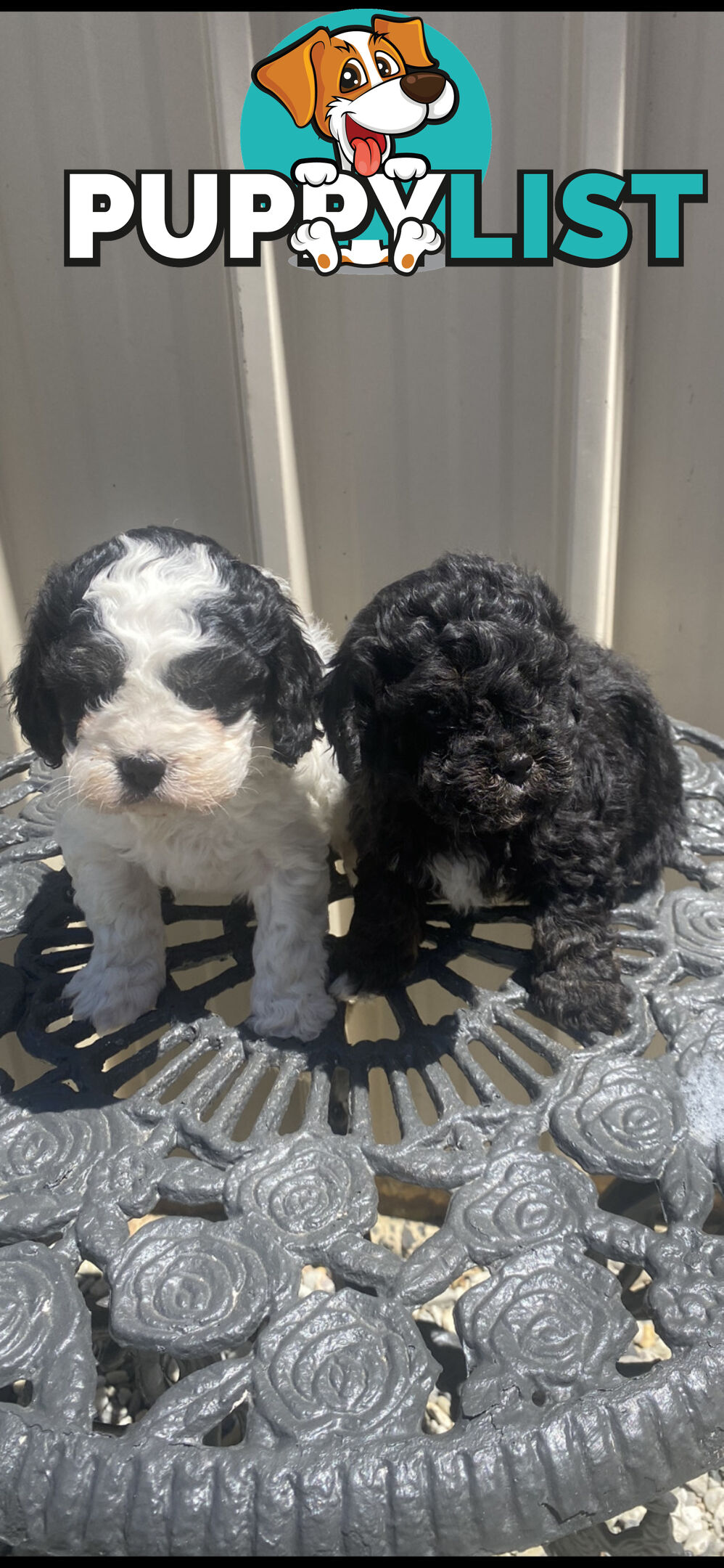 Cavoodle pups