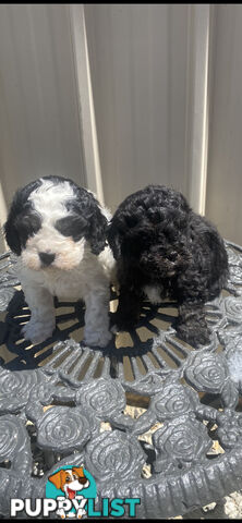 Cavoodle pups