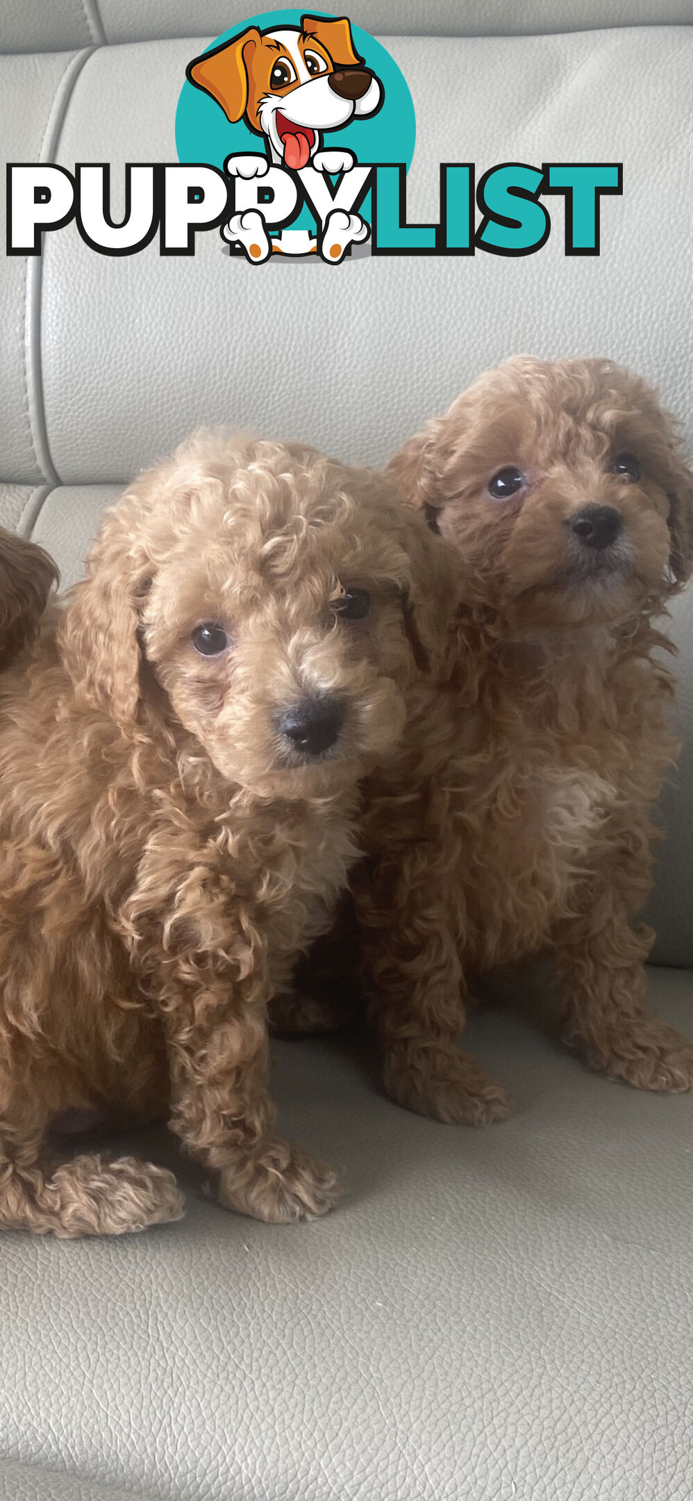 Cavoodle pups