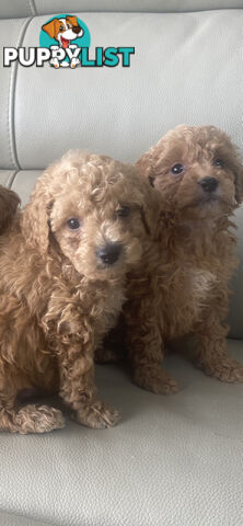 Cavoodle pups