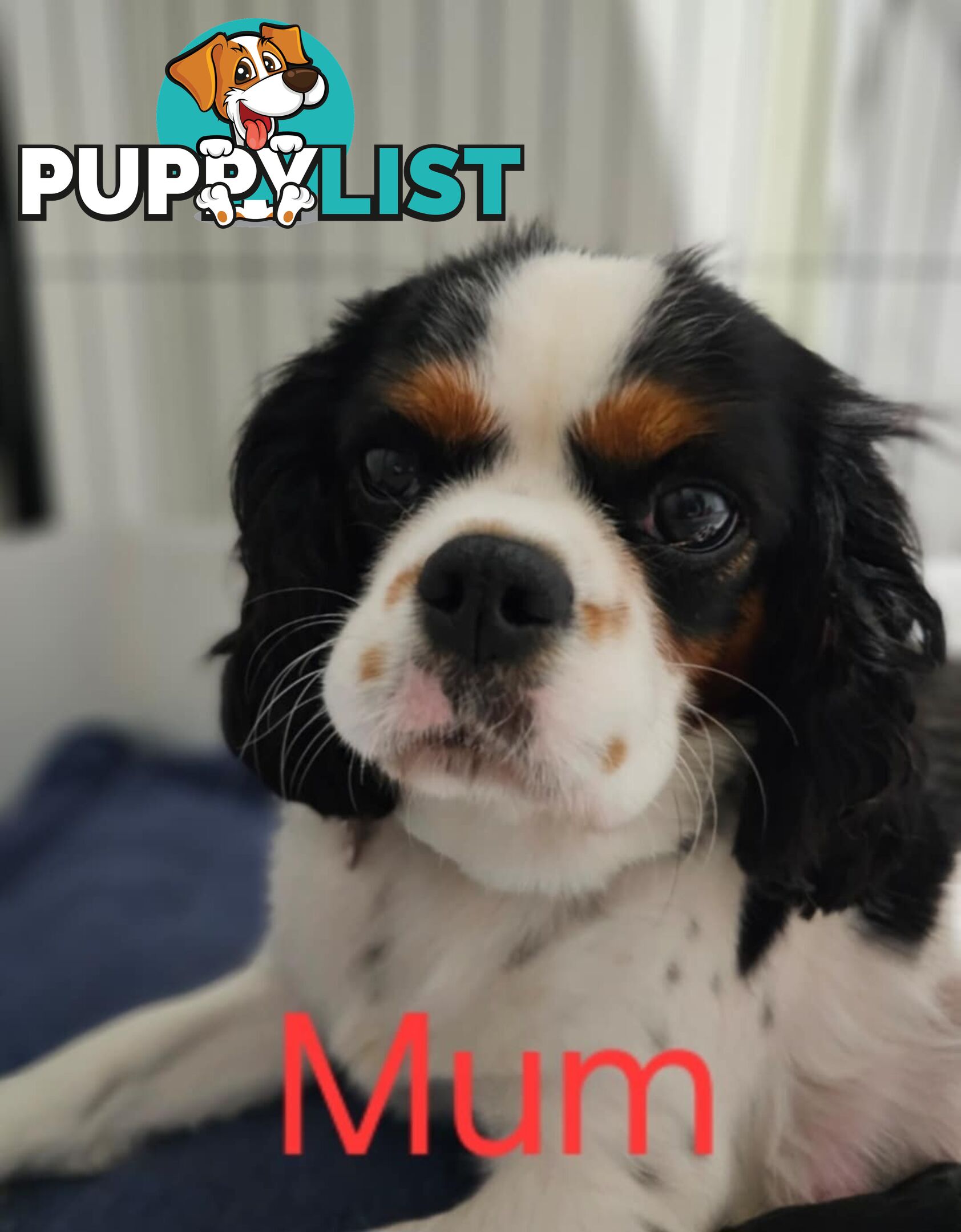 King Charles cavalier ( pure bred )