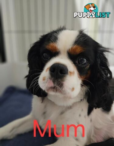 King Charles cavalier ( pure bred )