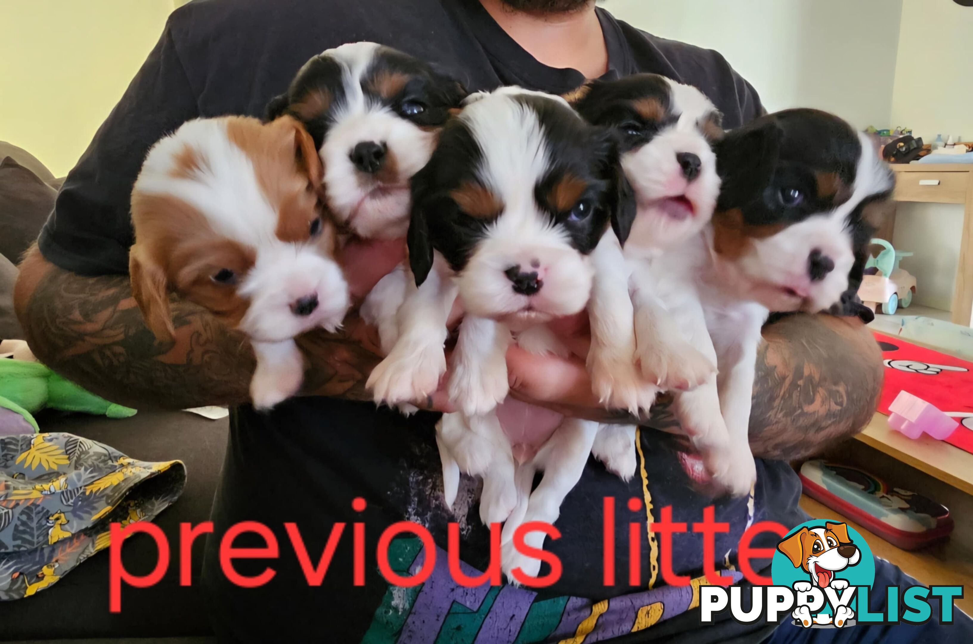 King Charles cavalier ( pure bred )