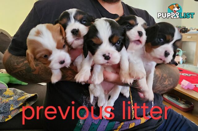 King Charles cavalier ( pure bred )