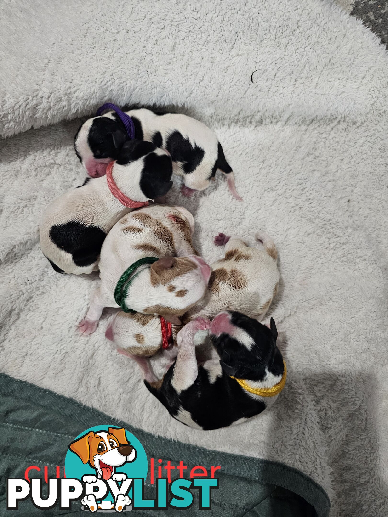 King Charles cavalier ( pure bred )