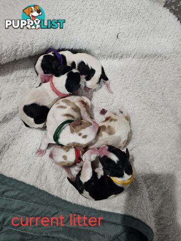 King Charles cavalier ( pure bred )