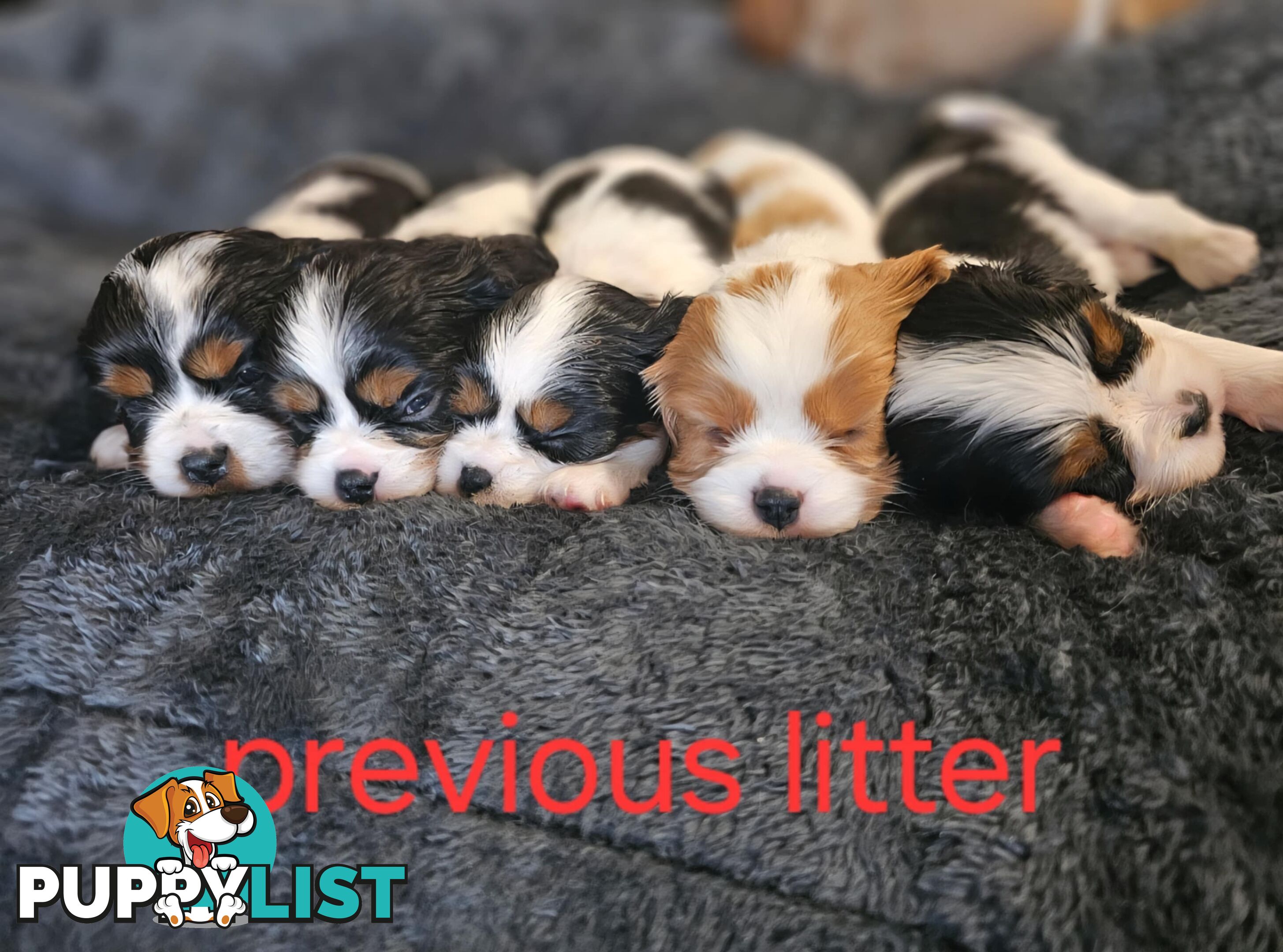 King Charles cavalier ( pure bred )